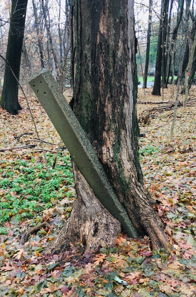 the_HAPI's tweet card. How does this picture make you feel: Scared? Happy? Or in awe of nature’s ability to co-exist with humans? We often disrupt Nature, and she, in her wordless way, adapts. Here, a tree wraps ar…
