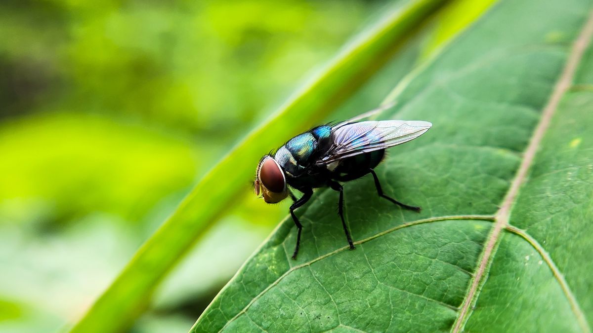 ZacksJerryRig's tweet card. The parasite is spreading quickly