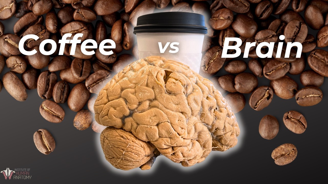 kumardeepam's tweet card. Do You Know What Coffee Does to Your Brain? | Institute of Human...