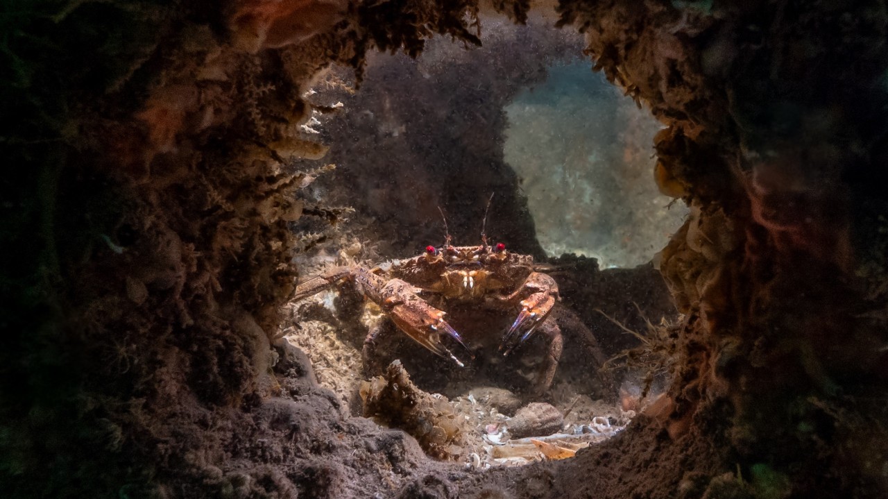 arc_marine's tweet card. Setting the standard for a new kind of marine infrastructure Nature-Inclusive Design (NID) isn’t a trend or a buzzword. It’s a new playbook for building with the ocean, not against it.