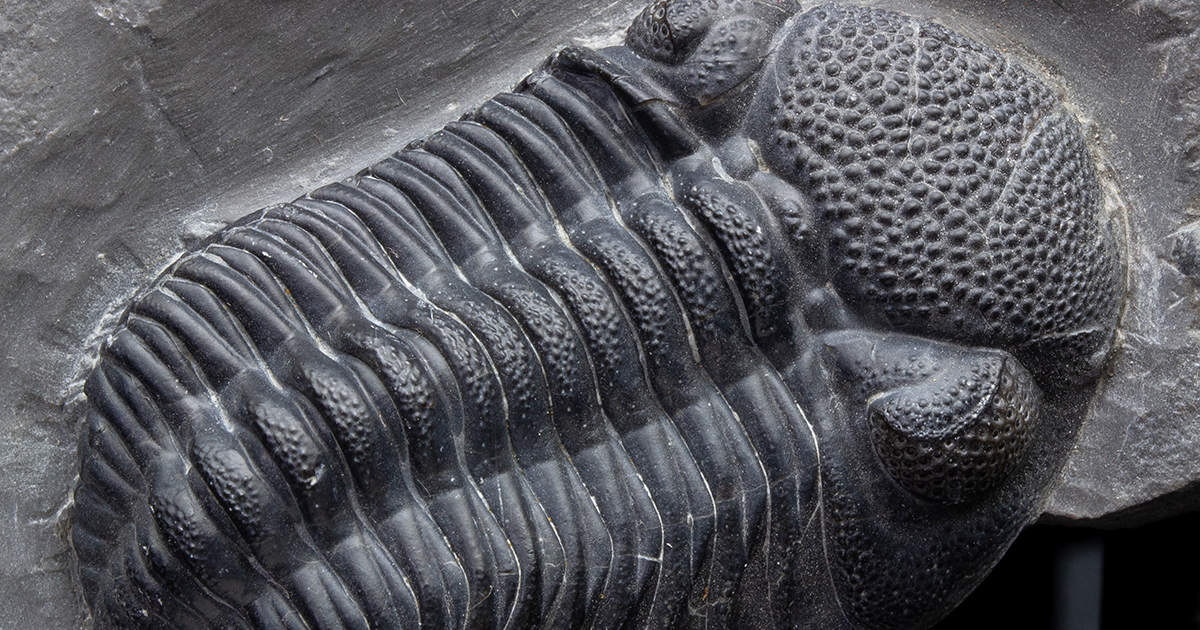 fossiltenchou's tweet card. アメリカ産、古生代デボン紀の三葉虫エルドレジオプスの化石です。複眼もツブツブもよく確認できます。