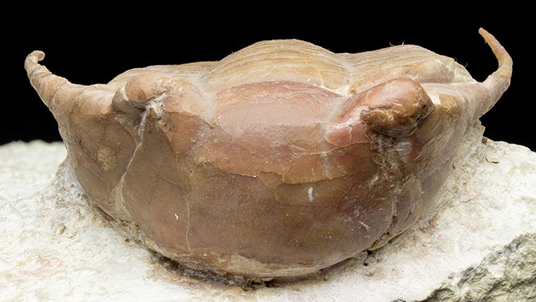 fossiltenchou's tweet card. ロシア産、オルドビス紀の三葉虫イレヌス（Illaenus tauricornis）です。牛の角のようなトゲがしっかり確認できます。