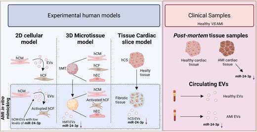 C_Balbi90's tweet card. AbstractAims. Cardiac fibrosis in response to injury leads to myocardial stiffness and heart failure. At the cellular level, fibrosis is triggered by the c