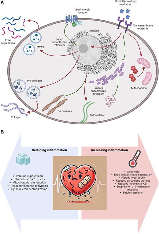 Ste_MNS's tweet card. This editorial refers to ‘Interleukin 11 therapy causes acute left ventricular dysfunction’, by M. Sweeney et al., https://doi.org/10.1093/cvr/cvae224.