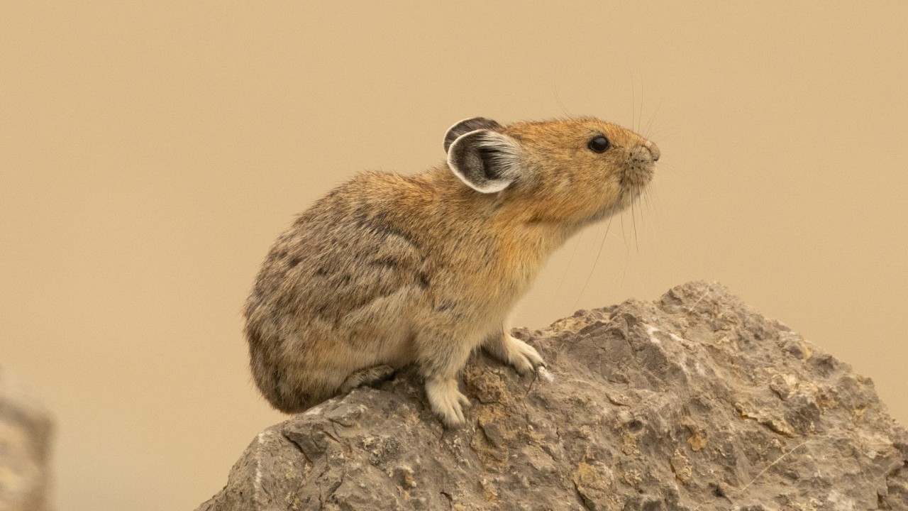 CdnNatureSci's tweet card. Canadian biodiversity & conservation updates from September 2025 Species at risk recovery in action Canada-Yukon Nature Agreement progress report 2024-2025: Great summary on progress in advancing new...