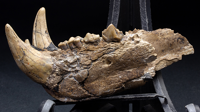 fossiltenchou's tweet card. ボスニア・ヘルツェゴヴィナ産、中新世のヘミキオンの顎の化石です。歯もよく残っています。