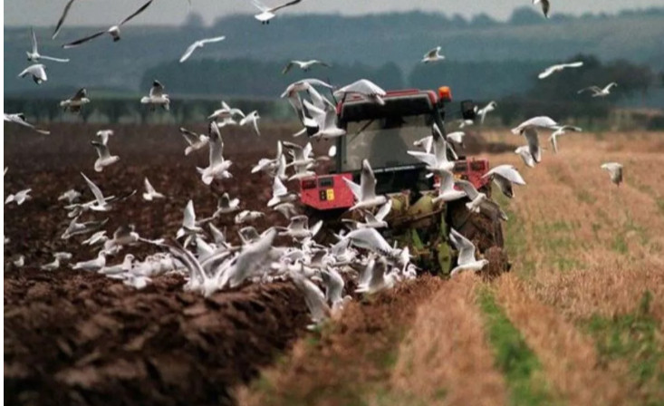 SciSustAg's tweet card. Think tank challenges UK Govt method for counting farmland bird numbers