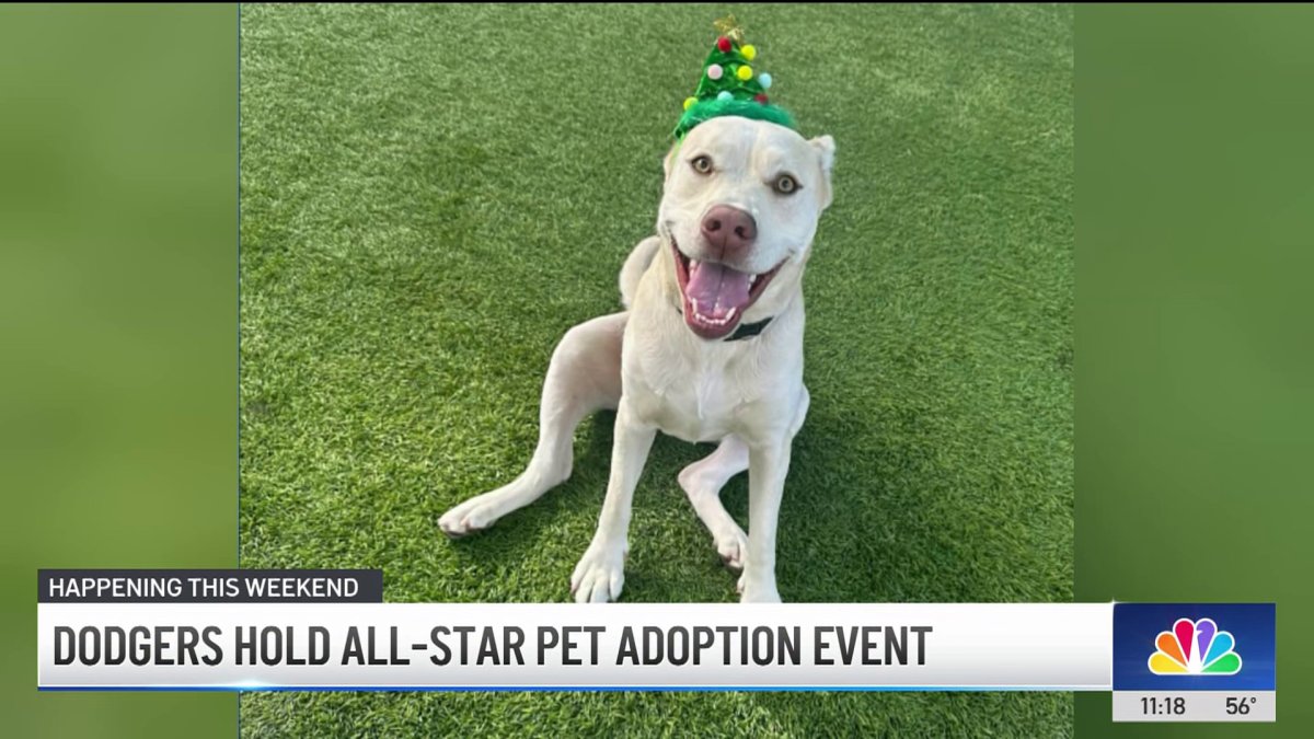 globalstroller's tweet card. Dozens of dogs in need of a home will be available for adoption thanks to an event held by the Dodgers and LA County Animal Care Centers. This video was broadcast at 11 a.m. on Friday, Dec. 20, 2024.