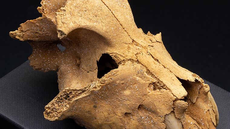 fossiltenchou's tweet card. マダガスカル産、更新世のキツネザル、パレオプロピテクスの頭骨の化石です。眼窩や歯がしっかり確認できます。