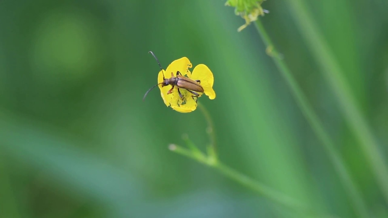 AmazonBookStore's tweet card. Nature Therapy Video (HD)