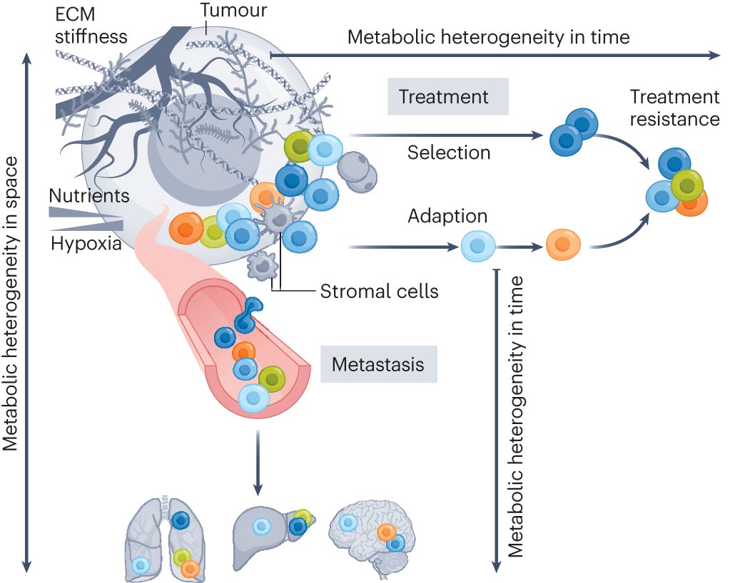 NatMetabolism's tweet card. Nature Metabolism - Demicco, Liu et al. discuss how metabolic adaptations in cancer contribute to tumour progression. These adaptations entail high spatial and temporal metabolic heterogeneity,...