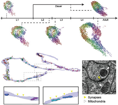 jalex_bae's tweet card. Mitochondria across the entire neuromuscular system have been comprehensively reconstructed at different developmental stages using 3D electron microscopy. Fundamental structural principles related...