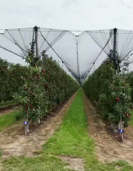 TBmE1JJ87UtEjTf's tweet card. Яблони защищены 1 #сегодня #садоводство #украина #выращиваниеяблок...