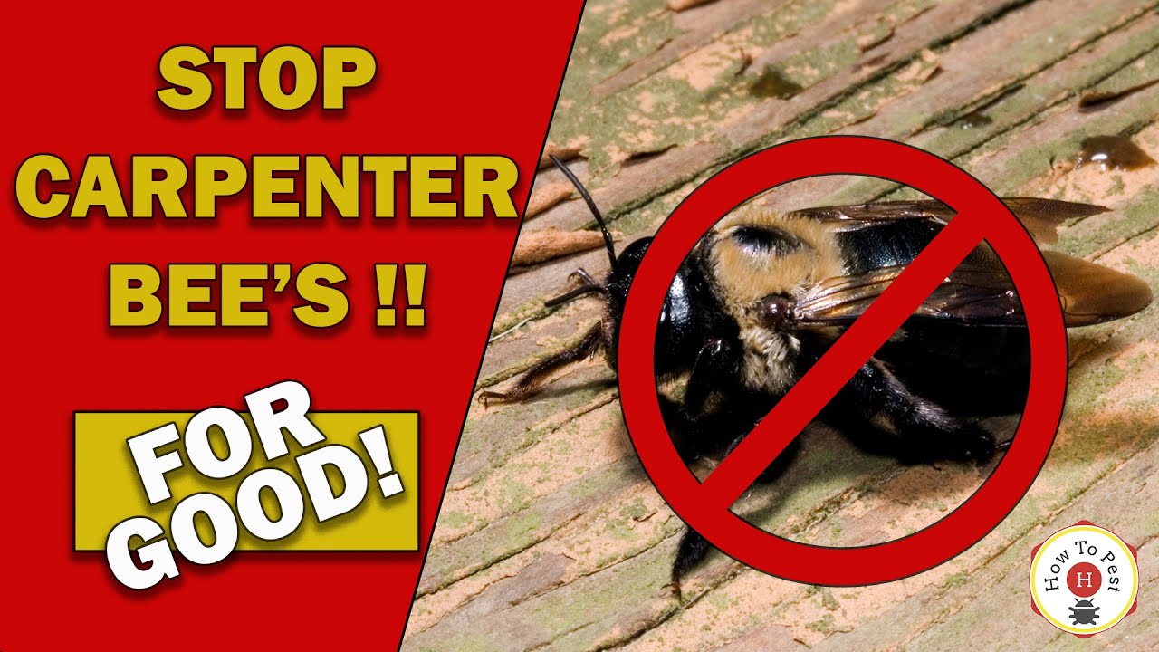 HowToPest's tweet card. How to Kill & Prevent Carpenter Bees for Good | DIY Pest Control Guide