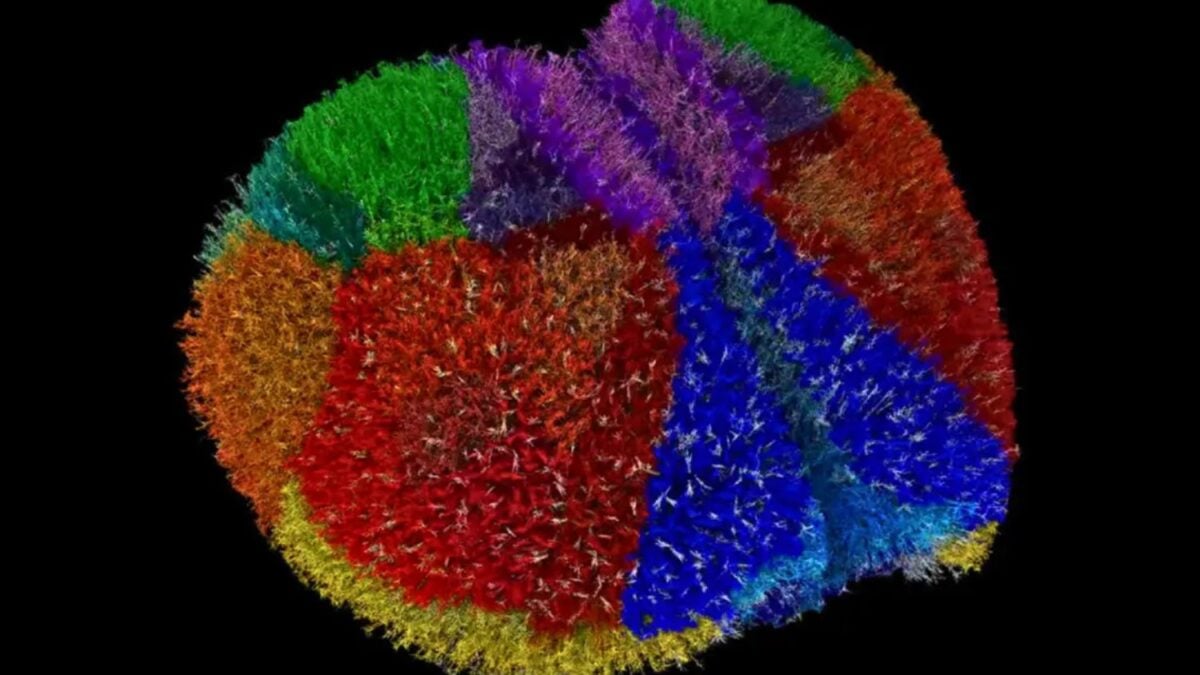 GizmodoES's tweet card. Durante una década, millones de datos anatómicos quedaron repartidos en bases que nadie podía conectar entre sí. Ahora, Fugaku —una máquina tan rápida que supera cualquier capacidad humana de...