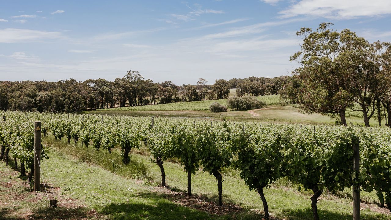 Wtravelindex_en's tweet card. These are officially the dreamiest vineyards on the planet