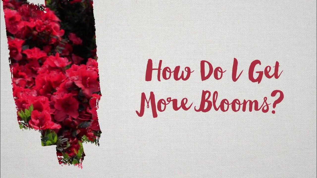 EncoreAzalea's tweet card. How Do I get More Azalea Blooms on My Reblooming Azaleas?