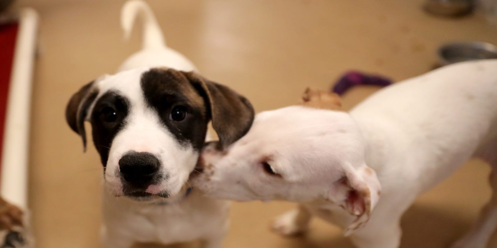 journalsentinel's tweet card. The Wisconsin Humane Society is asking people to not hesitate if they have thought about adoption or fostering a pet.