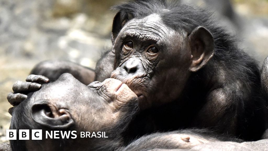 bbcbrasil's tweet card. Novo estudo investiga como surgiu o beijo na boca e conclui que neandertais também se beijavam.