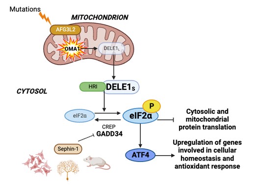 CamiFranchino's tweet card. Franchino et al. show that pharmacological potentiation of the integrated stress response has beneficial effects in cellular and mouse models of SPAX5, a s