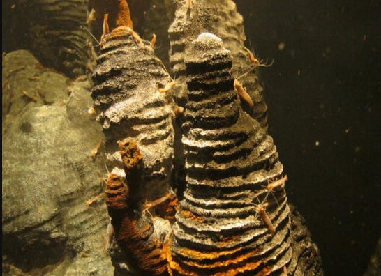 GeomarResearch's tweet card. 📌 Mañana tenemos una cita con la ciencia geológica aplicada al futuro de los recursos minerales. A las 13:00 h, en la Sala de Juntas de la Facultad de Geológicas de la Universidad Complutense de...