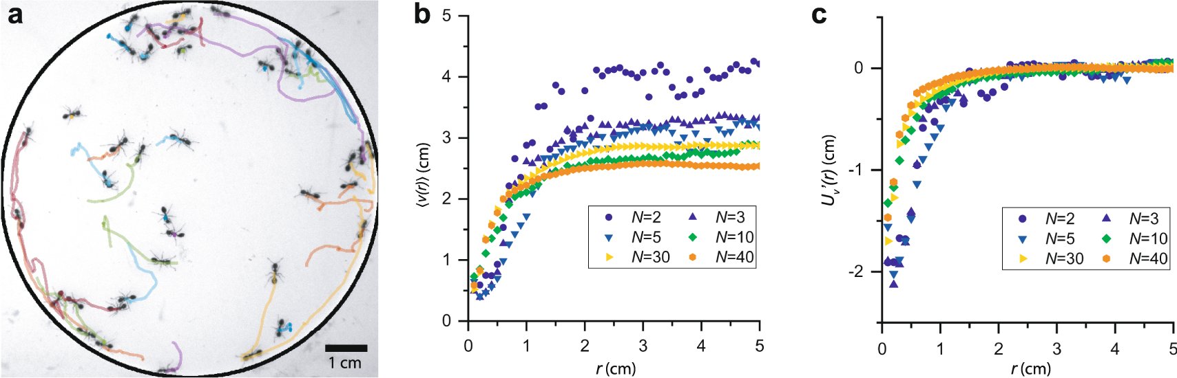 DynamicsLiving's tweet card. Nature Communications - Some active matter systems as they evolve, can be characterized by spatially varying density, with some regions that are dense and immobile, and other regions with lower...