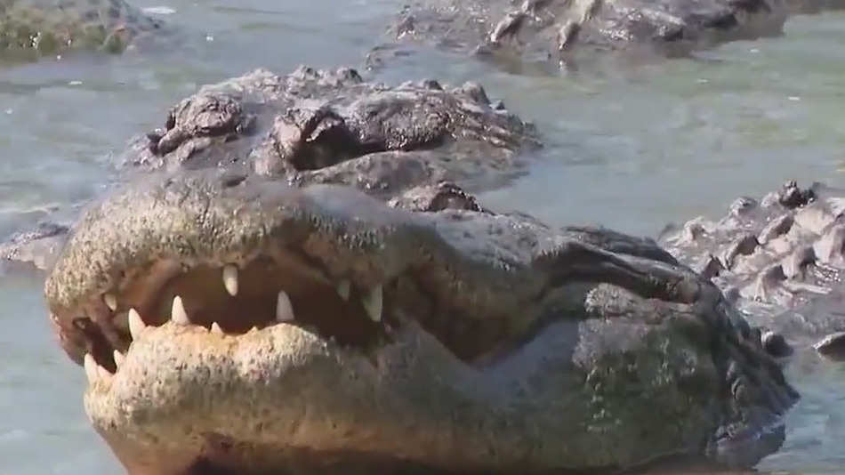 AlligatorRobb's tweet card. A woman was attacked by a gator while kayaking in Osceola County. FOX 35's Chancelor Winn has the latest.