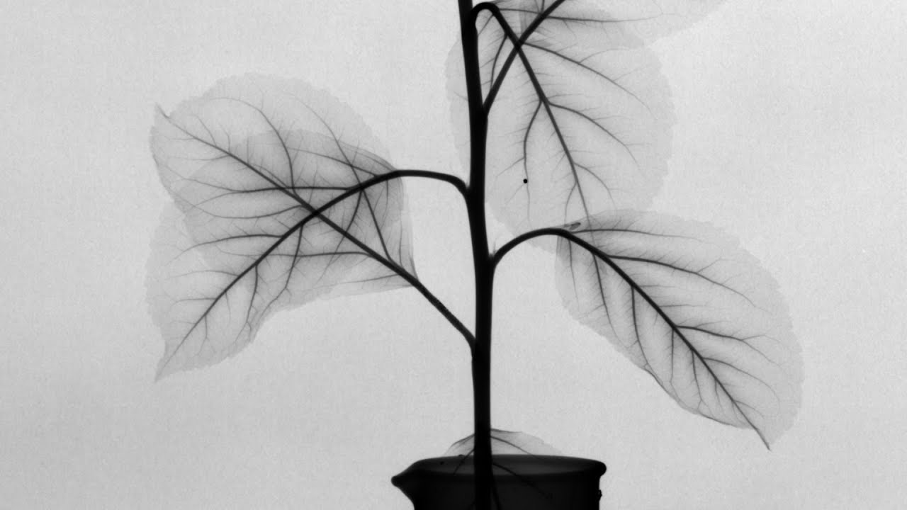 WebSam101's tweet card. X-ray timelapse of fluid movement in plants, stop-motion animation,...