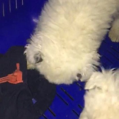 Tweet card summary image