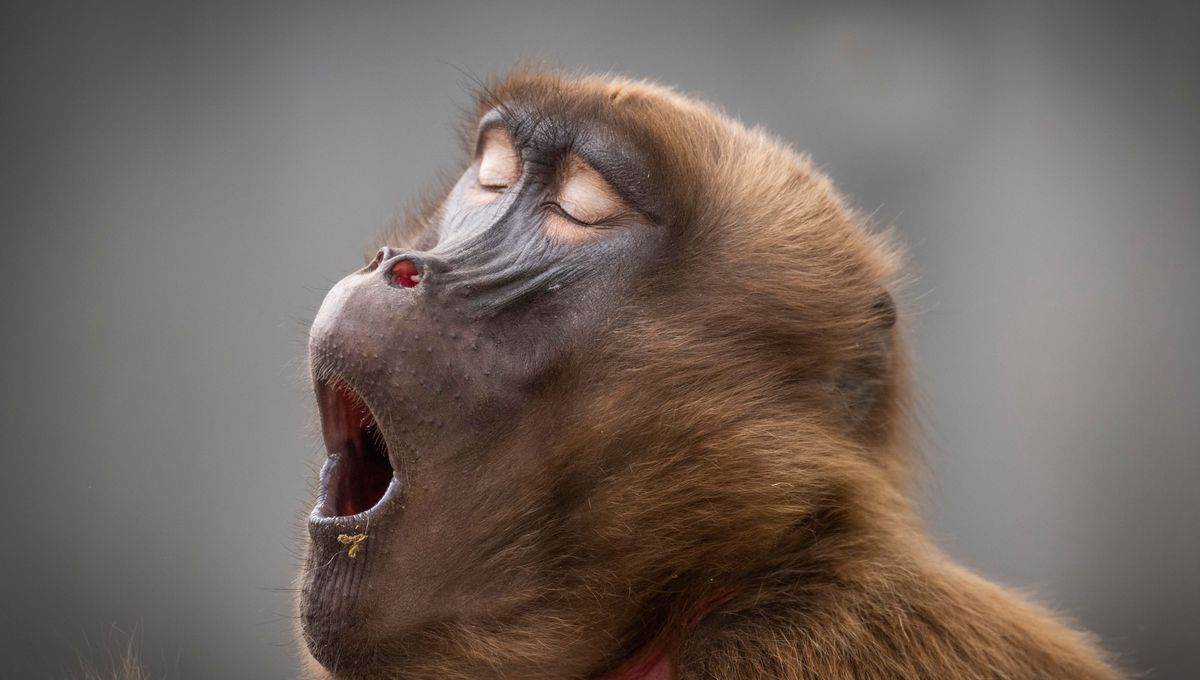 BlogNeuroCNRS's tweet card. Le bâillement est une expression faciale contagieuse chez les humains et chez un grand nombre d’autres animaux mais se transmet-il aussi par le son ? Une nouvelle étude révèle que, chez les babouins,...