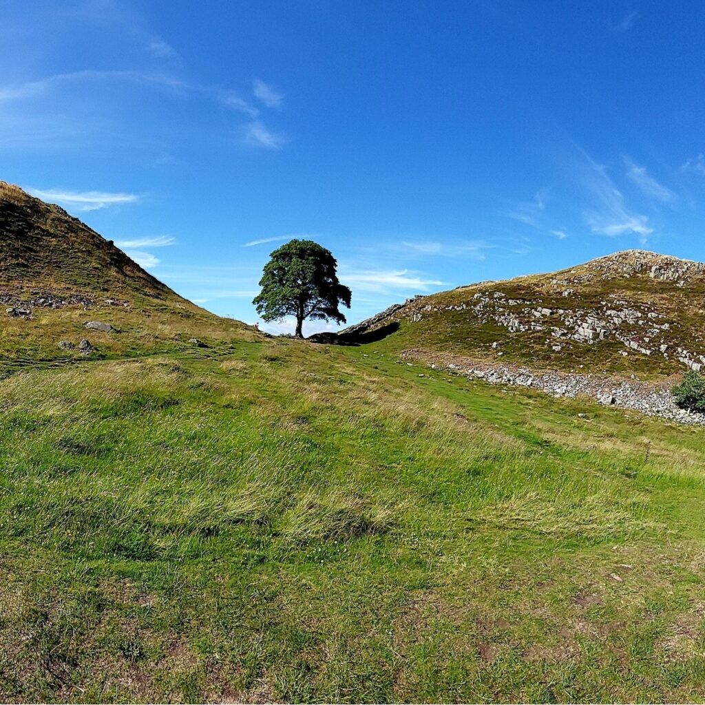3DOMFBK's tweet card. ﻿﻿The Sycamore Gap Tree, a majestic 100-year-old tree, symbol of Hadrian's Wall in England's Northumberland, made famous by the film "Robin Hood - Prince of Thieves", had been felled due to an...