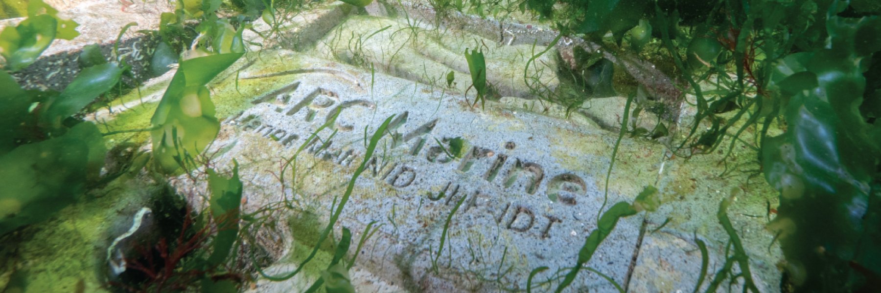 arc_marine's tweet card. Conservation and construction through Nature-Inclusive Design. We create concrete reef and scour protection systems that restore marine life and protect subsea assets