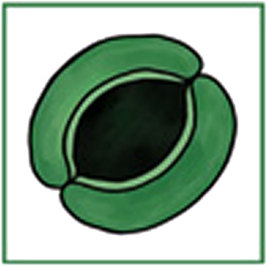 lawrensack's tweet card. Recently developed analytical approaches and databases enable quantifying the effects of stomatal anatomy and behavior on variation in leaf surface conduct