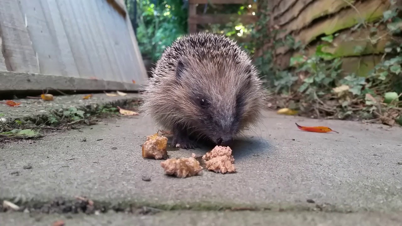 thomas_thomas_p's tweet card. Cute Baby Hedgehog Was Waiting Outside Our Back Door