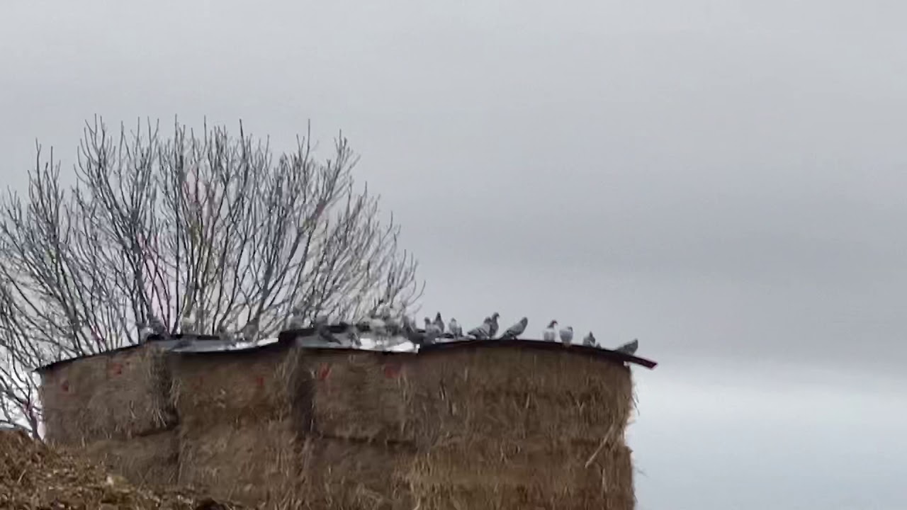 William23598156's tweet card. Day 241 #Ollyblogs #LockDownLearning