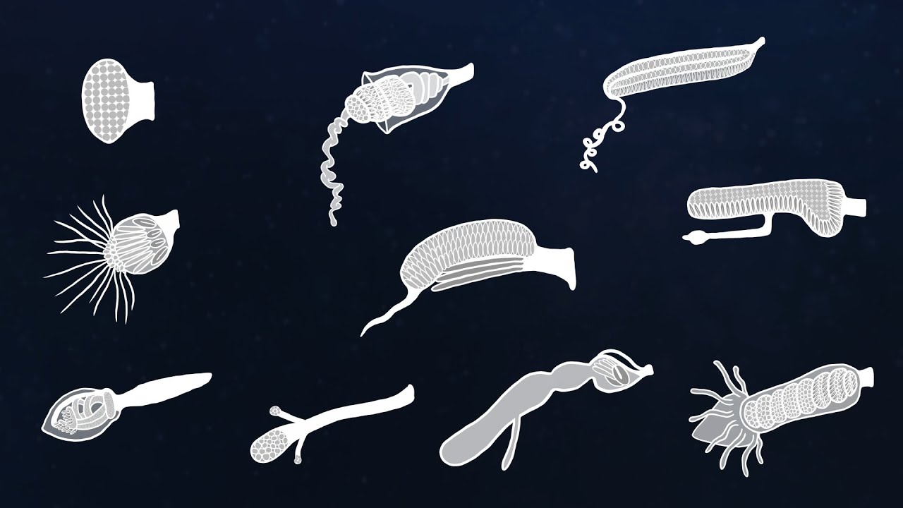 planktomancer's tweet card. CreatureCast - Hunting With Tentilla