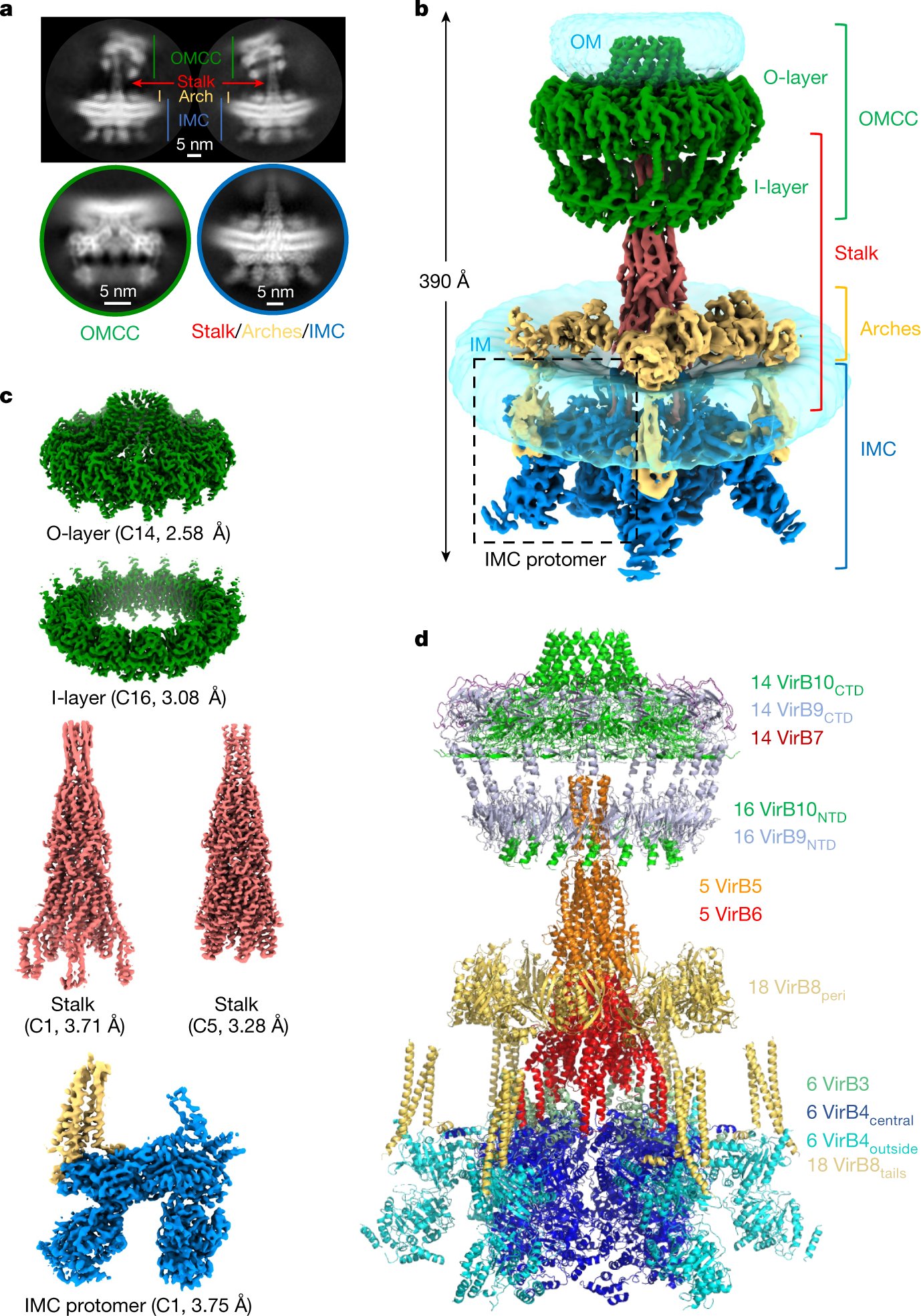 GeibelLab's tweet card. Nature - Cryo-electron microscopy structures of a 2.8 megadalton bacterial type IV secretion system encoded by the plasmid R388 and comprising 92 polypeptides provide insights into the stepwise...