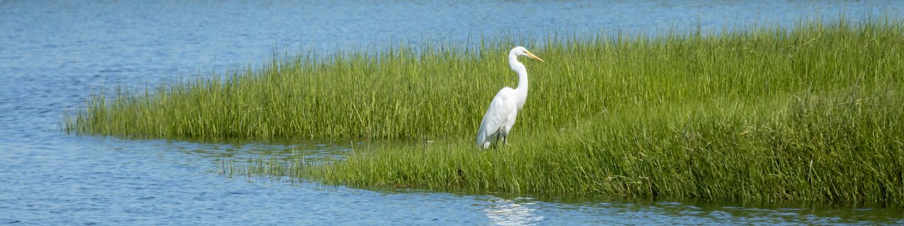FlowCam's tweet card. The 12th U.S. Symposium on Harmful Algae was held on Oct. 27-Nov. 1, 2024 in Portland, Maine. ONE BLOOM: Unifying HAB Science in Aquatic Ecosystems The theme, ONE BLOOM, sought...