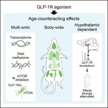 Loose_Lab_Rat's tweet card. GLP-1R agonism counteracts body-wide aging in a brain-dependent manner, mimicking the molecular effects of mTOR inhibition.