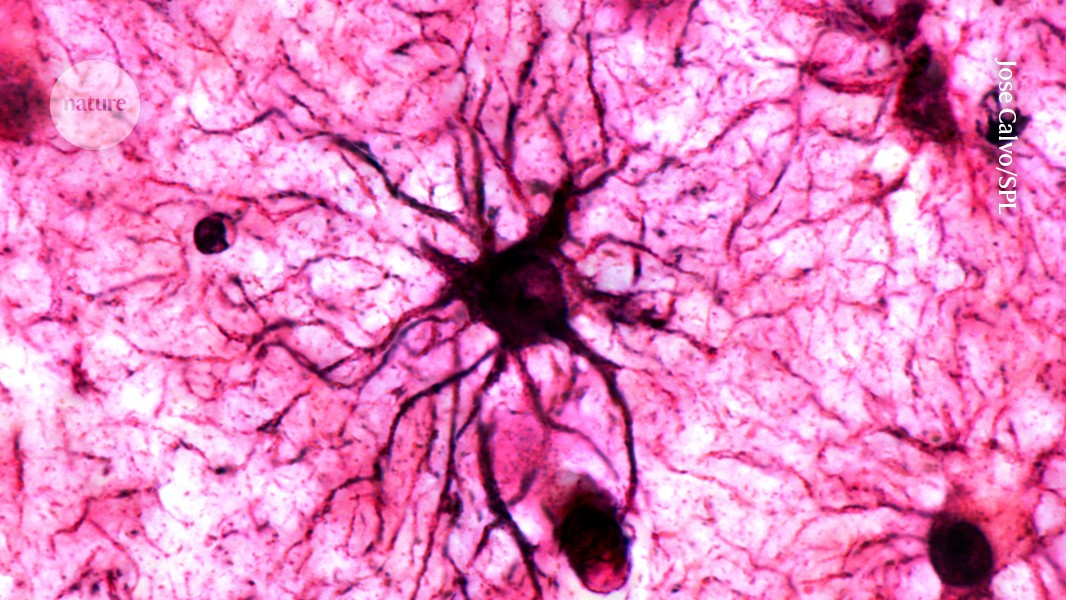 Nature's tweet card. Nature - Astrocytes have a more active role in stabilizing memories than once thought.