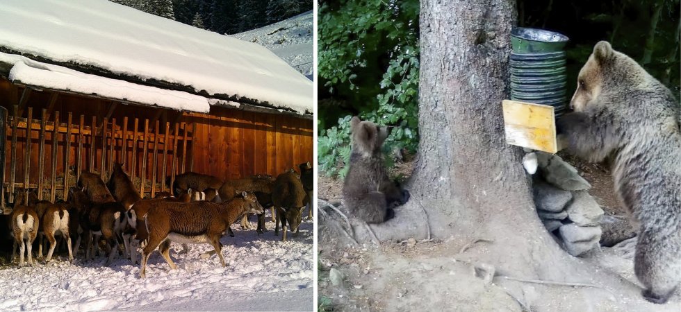 aghezzer's tweet card. TRENTO. Una pratica ecologicamente dannosa, che rende confidenti gli orsi e mette a rischio la sicurezza dei cittadini. Da fermare il prima possibile. Così viene descritto il foraggiamento