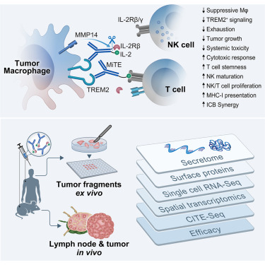 IdoAmitLab's tweet card. MiTEs are myeloid-targeted immunocytokine prodrugs that block TREM2+ tumor-associated macrophages while activating cytotoxic lymphocytes via TME-specific IL-2 activity, eliciting strong anti-tumor...