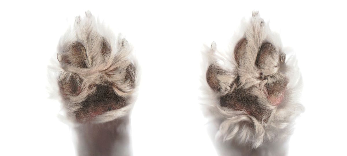 HIGH_TIMES_Mag's tweet card. Cannabis and mushroom medicine are helping senior dogs fight dementia—offering new hope for natural healing in our beloved pets.