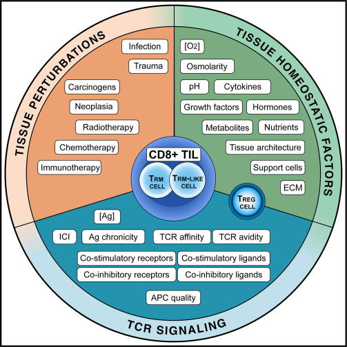ImmunityCP's tweet card. Tissue-resident memory T (TRM) cells patrol tissues after pathogen clearance, but how these cells contribute to immune responses in the tumor context remains ill defined. Masopust and colleagues...