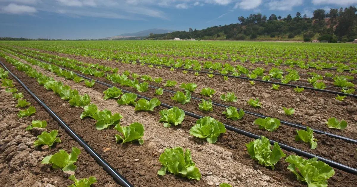 thebetterindia's tweet card. Drip irrigation delivers water directly to plant roots, reducing wastage and improving crop health. This step-by-step guide helps farmers design, install, and maintain an efficient system for...