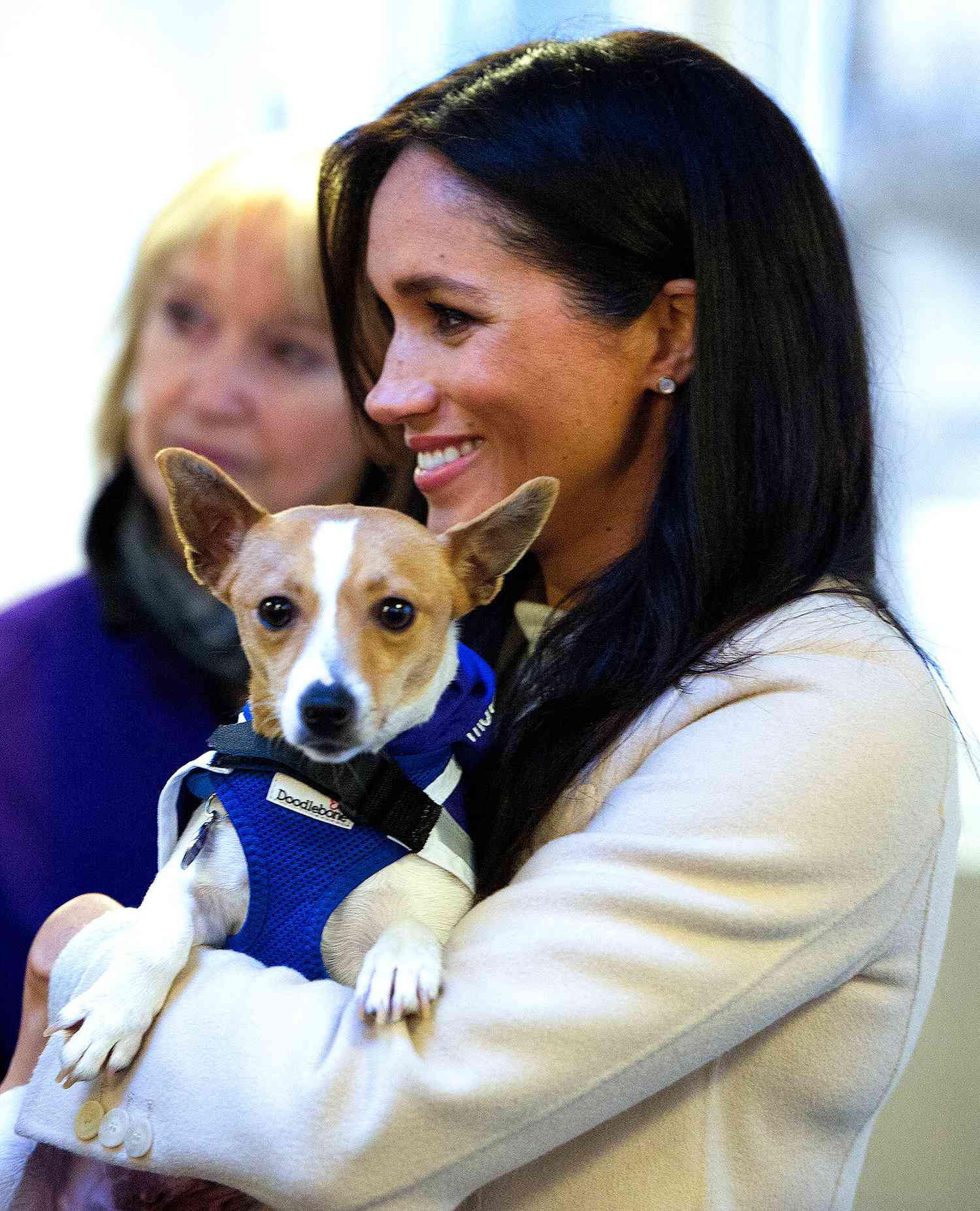alljrtlovers's tweet card. Rescue Dog That Stole Meghan Markle's Heart Has Already Found a Forever Home