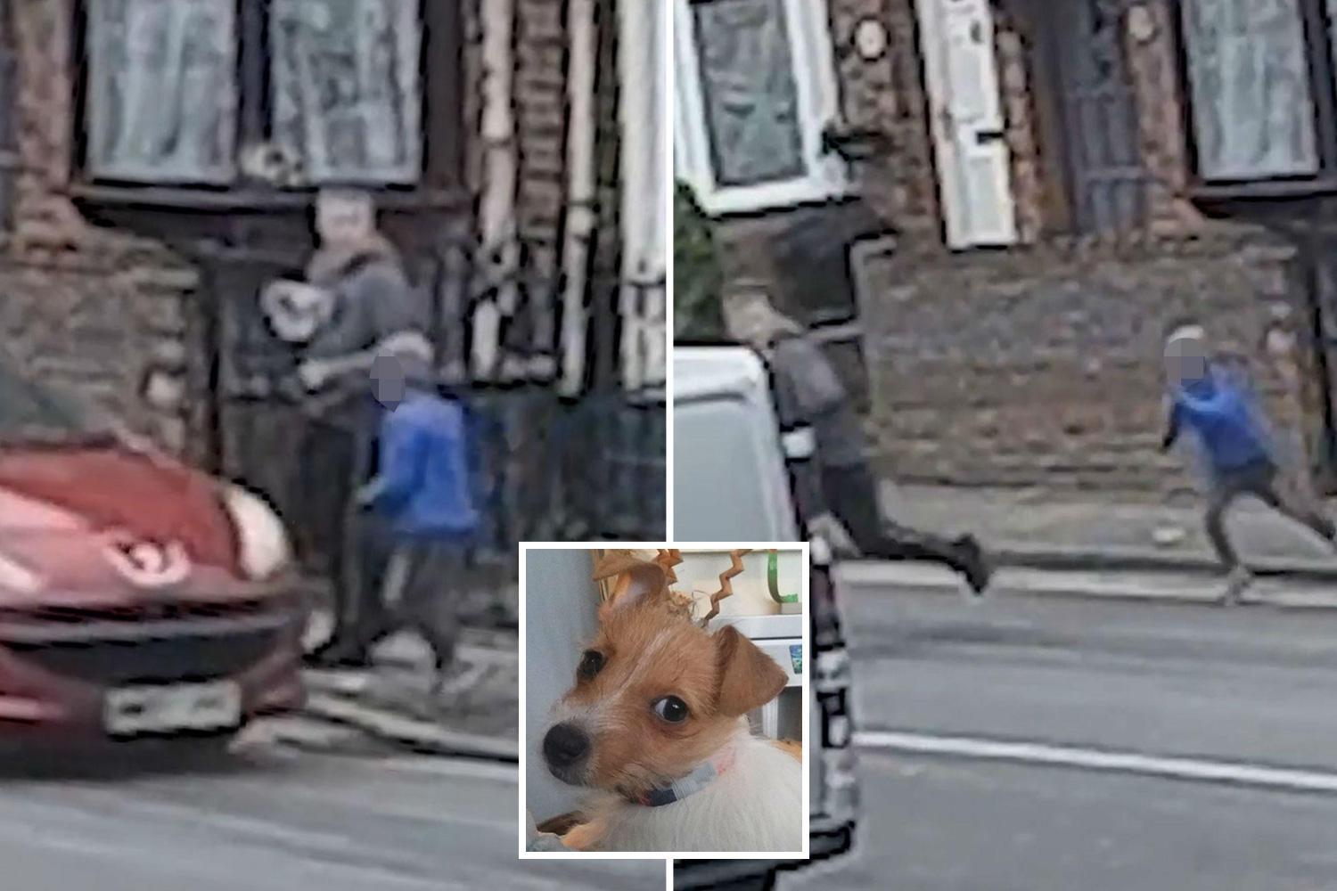 TheSun's tweet card. THIS is the heartbreaking moment a young boy chases a thief who snatched his three-month-old puppy while they were out for a walk. The CCTV footage from Crewe, Cheshire shows the anxious youngster …
