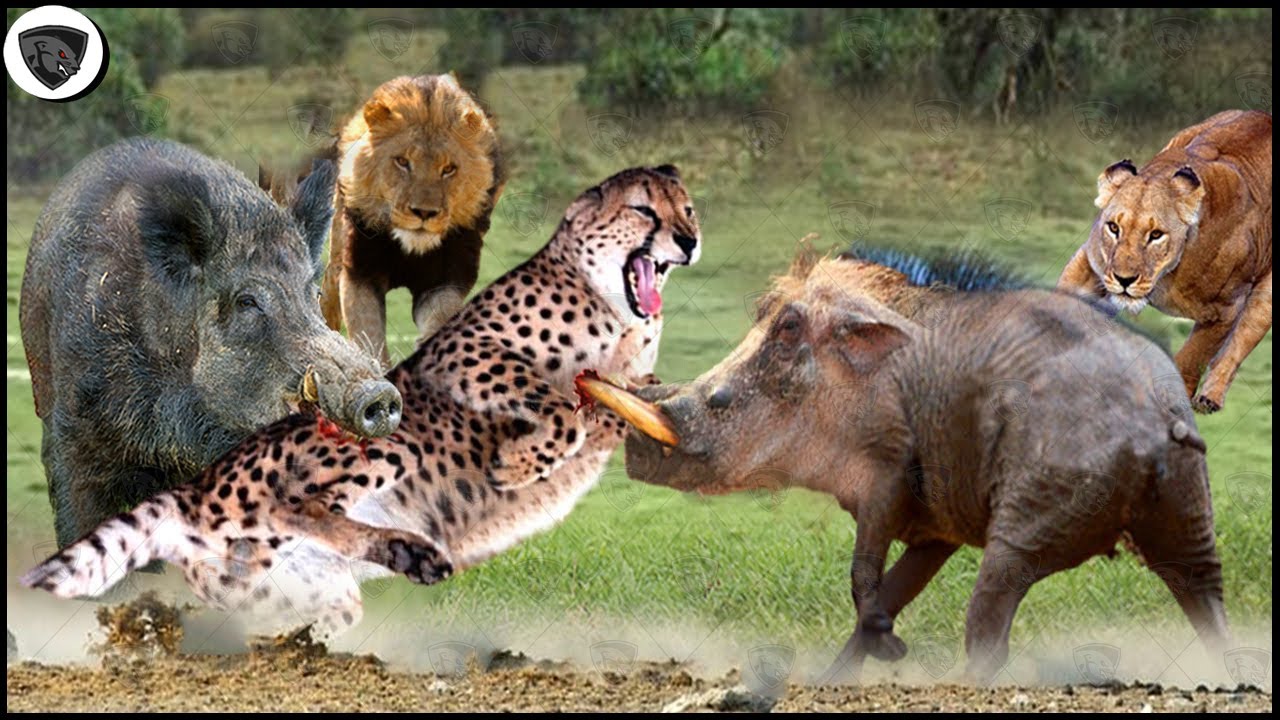 rickbromedia's tweet card. Surprise... Lion appeared as Hero to save Warthog from Leopard mad...