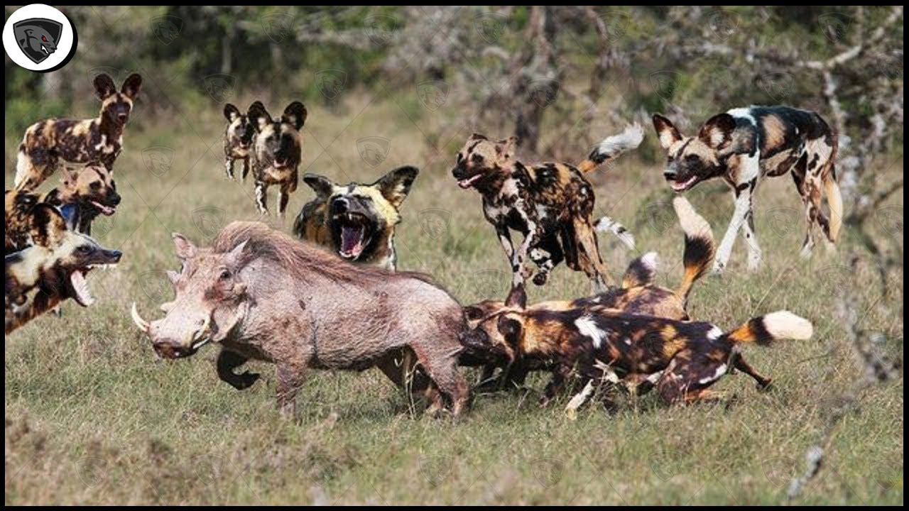 rickbromedia's tweet card. Wild Dog surrounds Warthog and the perfect ending for a reasonable...