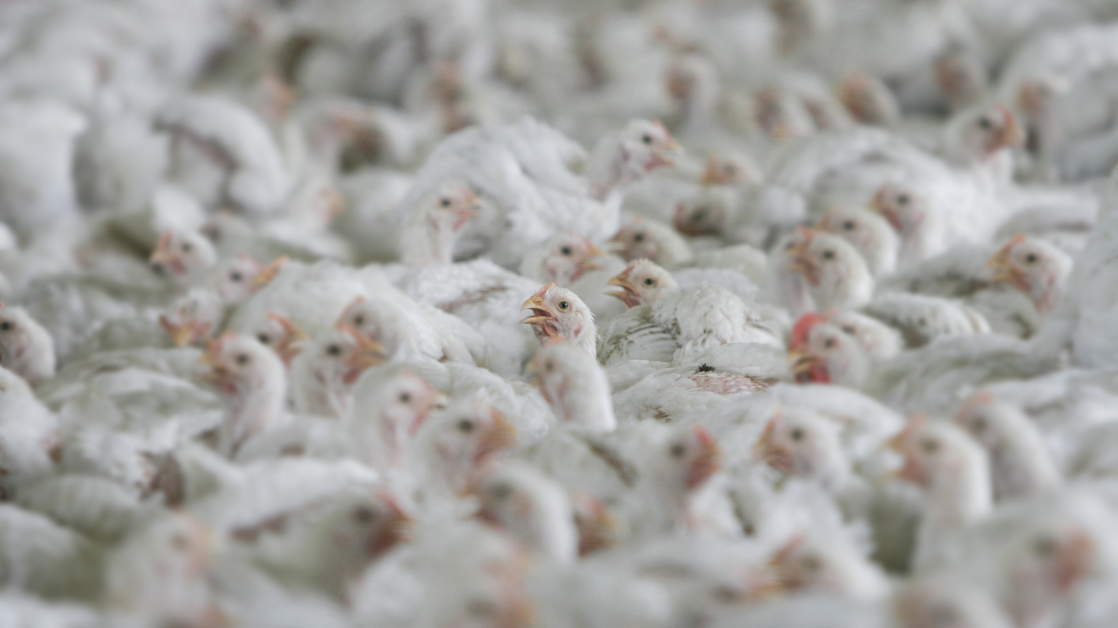 gimjiwo19410192's tweet card. We urgently need to improve chicken welfare. Read our chicken facts and find out more about the Better Chicken Commitment and what you can do to help chickens reared for meat lead better lives.